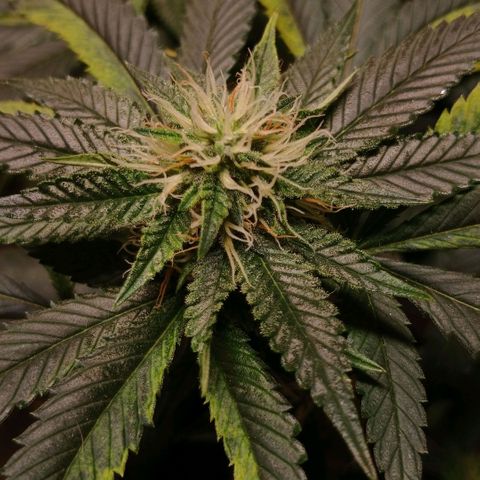 Marshmelow OG .vp growlog timeline photo