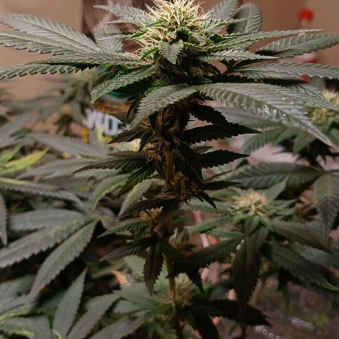 Marshmelow OG .vp growlog timeline photo