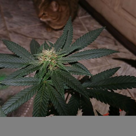 Marshmelow OG .vp growlog timeline photo