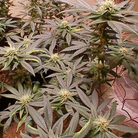 Marshmelow OG .vp growlog timeline photo