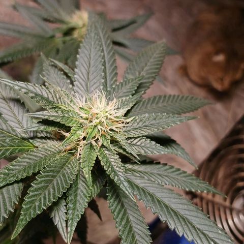 Marshmelow OG .vp growlog timeline photo
