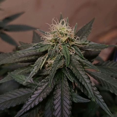 Purple Cookie CBD growlog timeline photo