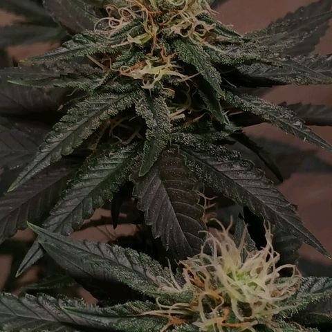 Purple Cookie CBD growlog timeline photo