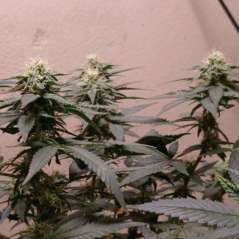 Purple Cookie CBD growlog timeline photo