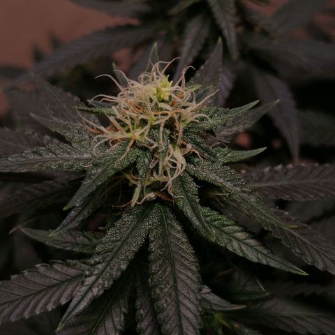 Purple Cookie CBD growlog timeline photo