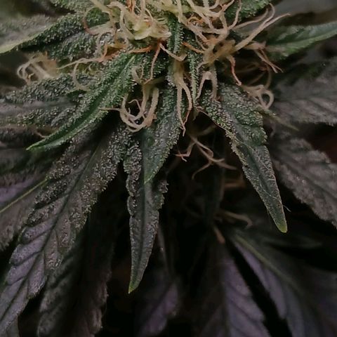 Purple Cookie CBD growlog timeline photo