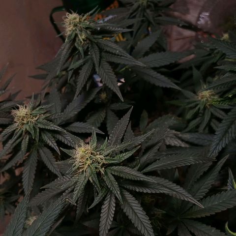 Purple Cookie CBD growlog timeline photo