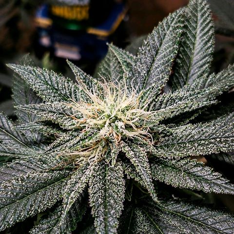 Purple Cookie CBD growlog timeline photo