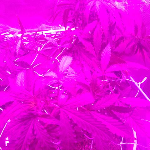 MOBY AMNESIA  AUTO growlog timeline photo