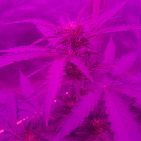 MOBY AMNESIA  AUTO growlog photo: Aún sin nombre
