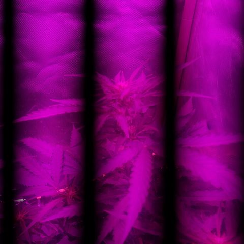 MOBY AMNESIA  AUTO growlog photo: Aún sin nombre