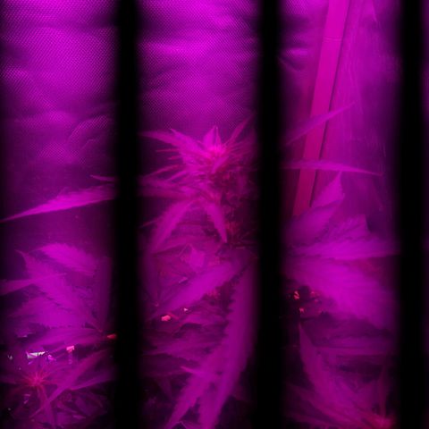 MOBY AMNESIA  AUTO growlog photo: Aún sin nombre