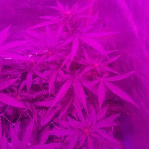 MOBY AMNESIA  AUTO growlog photo: Aún sin nombre