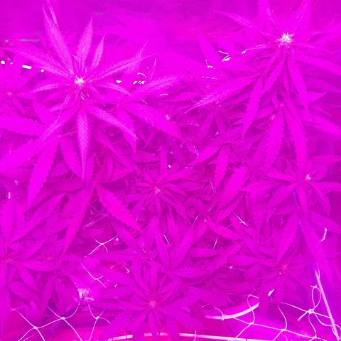 MOBY AMNESIA  AUTO growlog timeline photo
