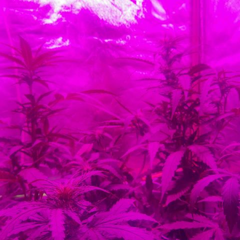 MOBY AMNESIA  AUTO growlog timeline photo