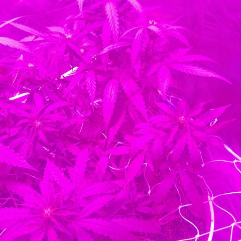MOBY AMNESIA  AUTO growlog timeline photo