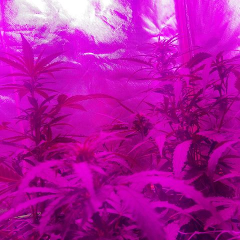 MOBY AMNESIA  AUTO growlog timeline photo