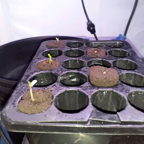 Northern lights Autoflower growlog photo