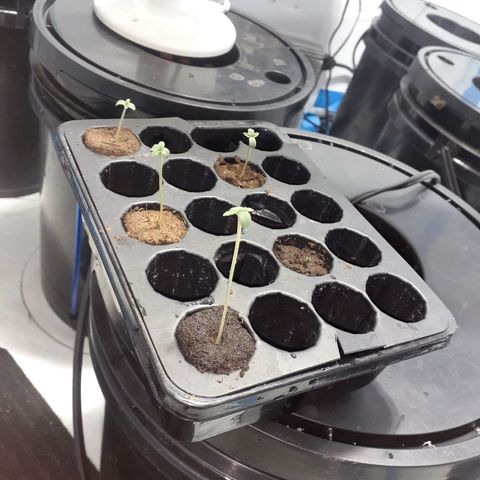 Northern lights Autoflower growlog timeline photo