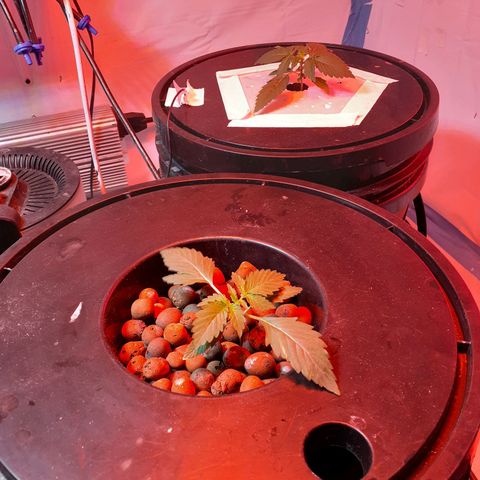 Northern lights Autoflower growlog timeline photo