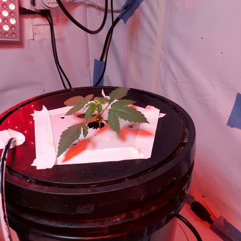 Northern lights Autoflower growlog timeline photo