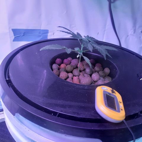 Northern lights Autoflower growlog timeline photo