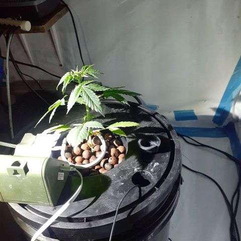 Northern lights Autoflower growlog timeline photo