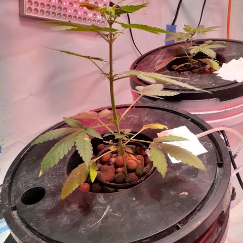 Northern lights Autoflower growlog photo: 30 in from day I put them into humidity dome