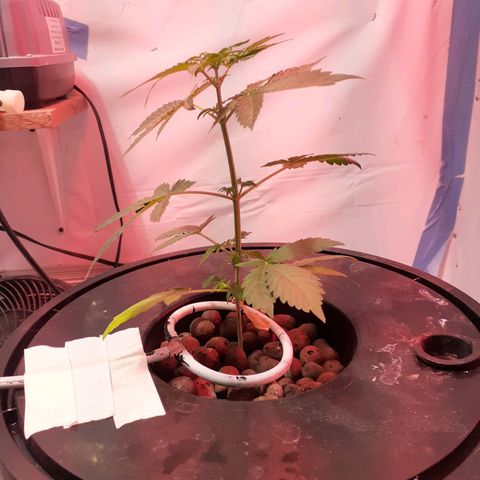 Northern lights Autoflower growlog photo: 30 in from day I put them into humidity dome