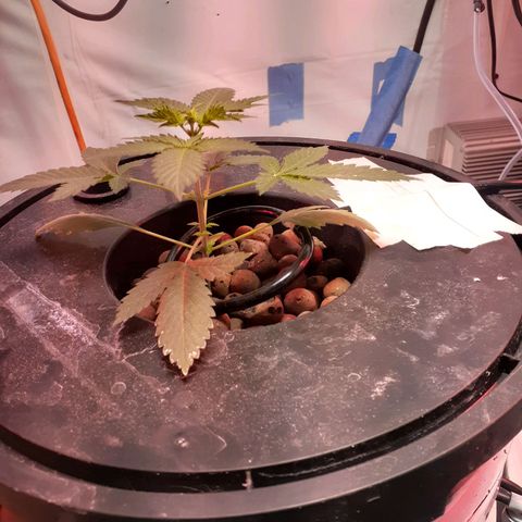 Northern lights Autoflower growlog photo: 30 in from day I put them into humidity dome