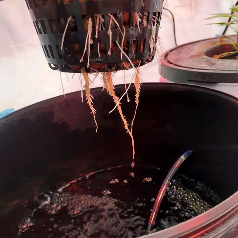 Northern lights Autoflower growlog photo: 30 in from day I put them into humidity dome