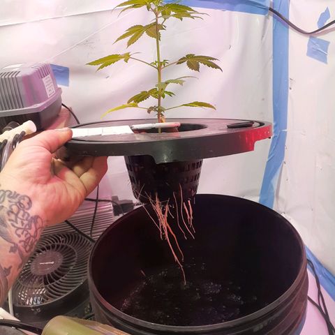 Northern lights Autoflower growlog timeline photo