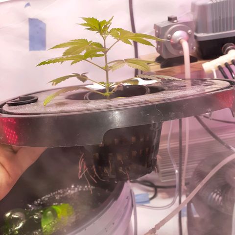 Northern lights Autoflower growlog photo: Plant 1, Plant 2, Plant 3