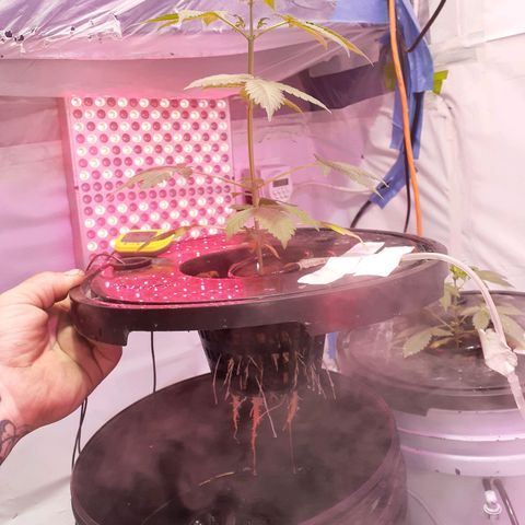 Northern lights Autoflower growlog photo: Plant 1, Plant 2, Plant 3