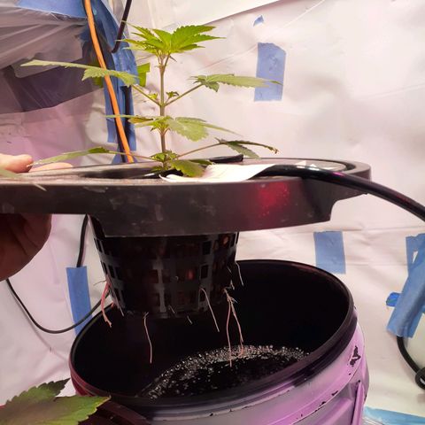 Northern lights Autoflower growlog timeline photo