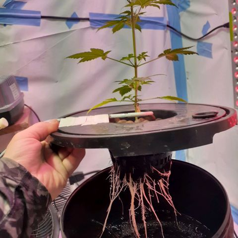 Northern lights Autoflower growlog timeline photo