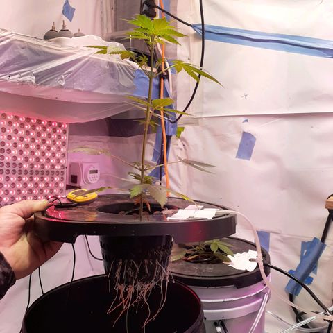Northern lights Autoflower growlog photo: Plant 1, plant 2, plant 3