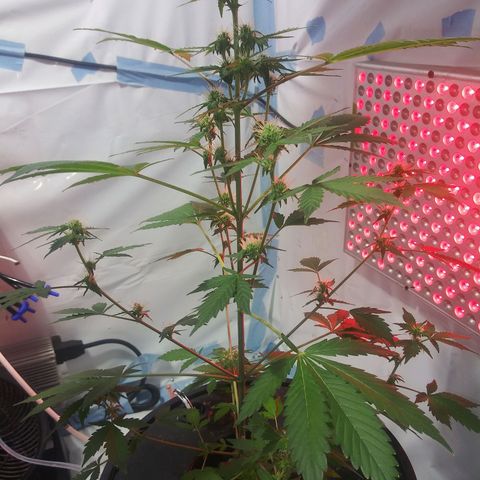 Northern lights Autoflower growlog photo: I cant figure out why my plants are sick