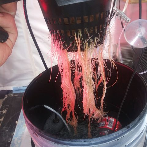 Northern lights Autoflower growlog photo: I cant figure out why my plants are sick