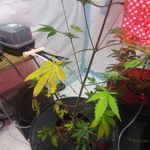 Northern lights Autoflower growlog photo: I cant figure out why my plants are sick