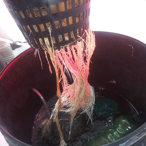 Northern lights Autoflower growlog photo: I cant figure out why my plants are sick