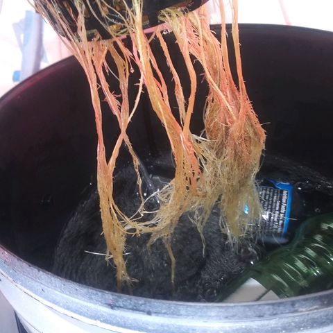 Northern lights Autoflower growlog photo: I cant figure out why my plants are sick