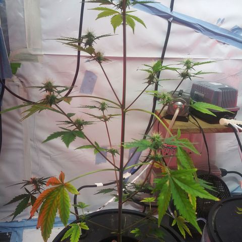 Northern lights Autoflower growlog photo: I cant figure out why my plants are sick