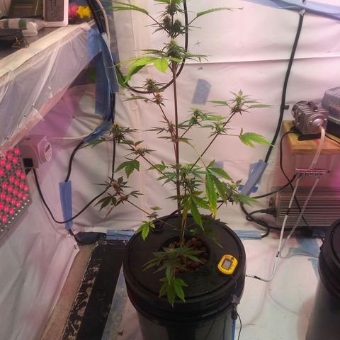 Northern lights Autoflower growlog photo: Plant 1.2.and 3. Roots 1.2.and 3 (left to right)