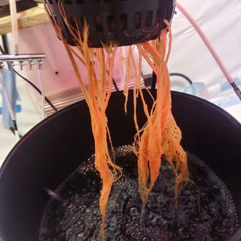Northern lights Autoflower growlog photo: Plant 1.2.and 3. Roots 1.2.and 3 (left to right)