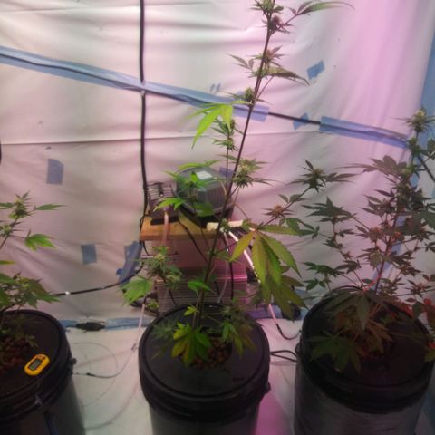 Northern lights Autoflower growlog photo: Plant 1.2.and 3. Roots 1.2.and 3 (left to right)