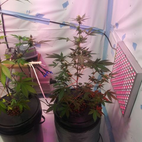Northern lights Autoflower growlog photo: Plant 1.2.and 3. Roots 1.2.and 3 (left to right)