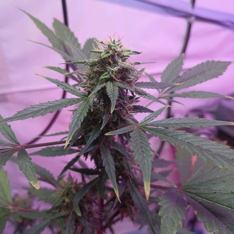 Northern lights Autoflower growlog timeline photo