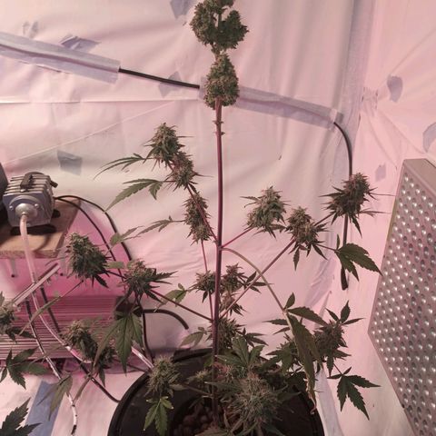 Northern lights Autoflower growlog timeline photo