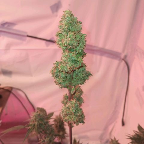 Northern lights Autoflower growlog timeline photo